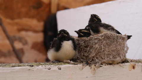 Daisy Cottage - Accommodation Ballina 27