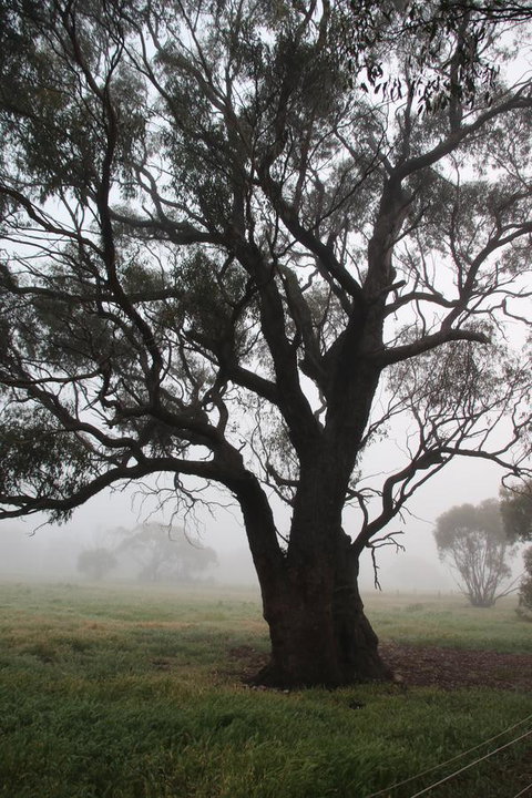 Daisy Cottage - Accommodation Ballina 23