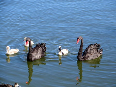 Yunderup Kannie Kottage - Accommodation Ballina 3