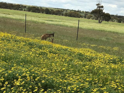 The Mains Guest House 2 Bedroom Farm Stay - Accommodation Ballina 15