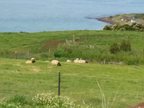 Penguin Seaside Farm - Accommodation Ballina 7