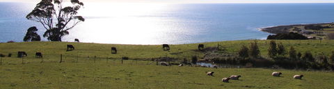 Penguin Seaside Farm - Accommodation Ballina 2