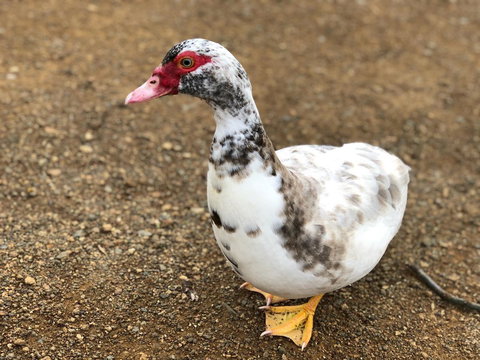 A Cottage In Richmond - Accommodation Ballina 19