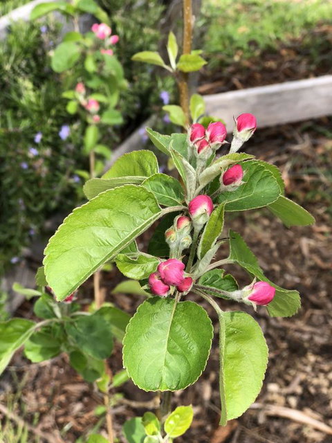 A Cottage In Richmond - Accommodation Ballina 18