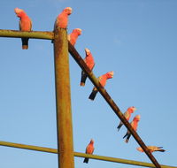 Ningaloo Bed and Breakfast - Accommodation Ballina