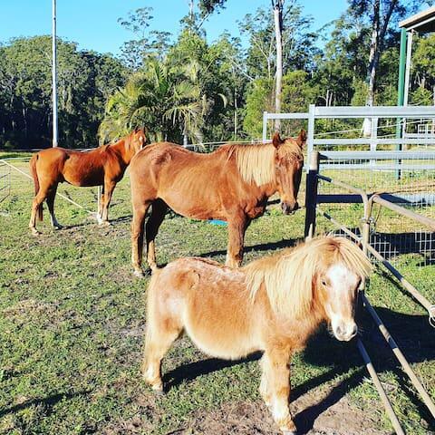 Paskins Farm - Accommodation Ballina 0