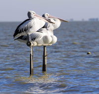 Pelican Perch Retreat - Accommodation Ballina