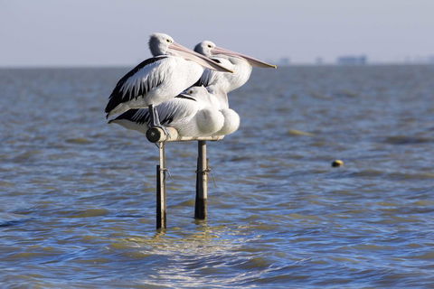 Pelican Perch Retreat - Accommodation Ballina 0