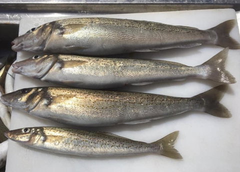 Seas The Day - Accommodation Ballina 2