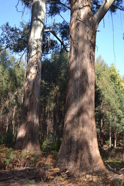 Whispering Spirit Holiday Cottages & Mini Ponies - Accommodation Ballina 4