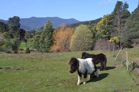 Whispering Spirit Holiday Cottages & Mini Ponies - Accommodation Ballina 13