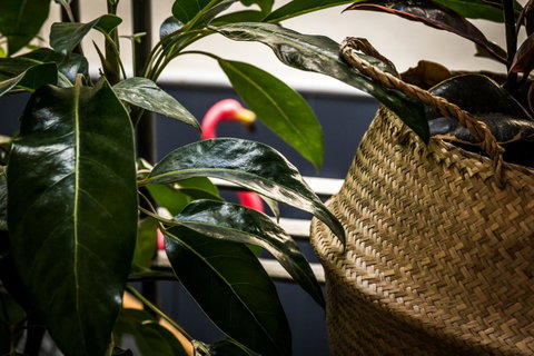 Alabama Hotel Hobart - Accommodation Ballina 25