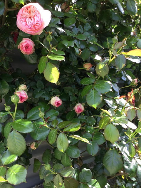 Nextdoor@portarthur - Accommodation Ballina 20