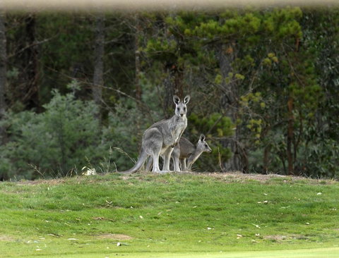 RACV Goldfields Resort - Accommodation Ballina 20