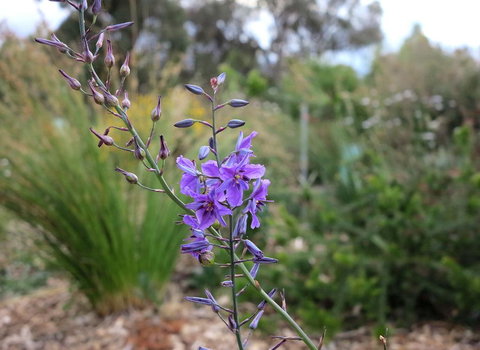 The Chocolate Lily Bed & Breakfast - Accommodation Ballina 3