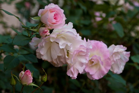 The Noble Grape Guesthouse - Accommodation Ballina 1