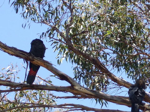 Wanderers Rest Of Kangaroo Island - Accommodation Ballina 2