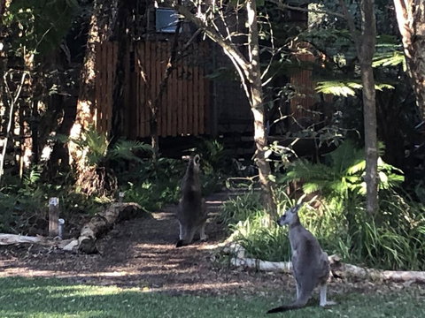 Wanderers Retreat - Accommodation Ballina 2