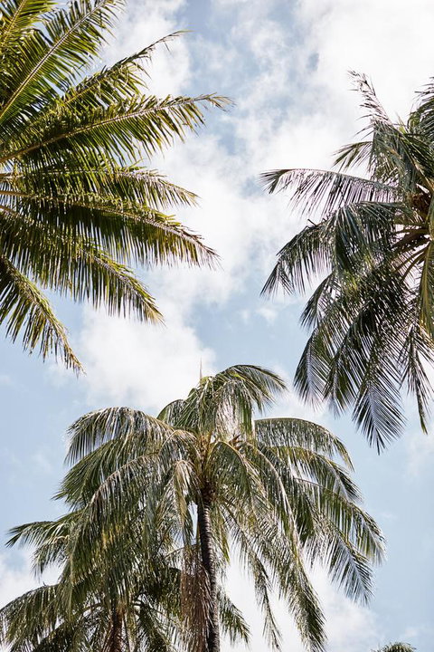 Novotel Cairns Oasis Resort - Accommodation Ballina 9