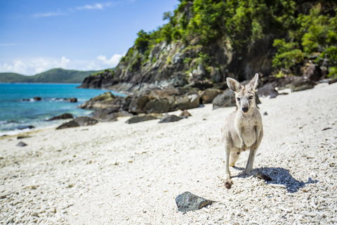 Daydream Island Resort - Accommodation Ballina 26