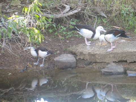 Hay Point Country BnB - Accommodation Ballina 22