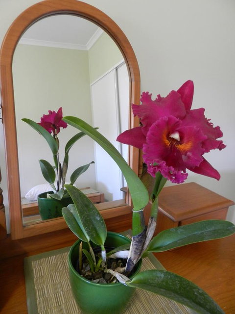 Hay Point Country BnB - Accommodation Ballina 10