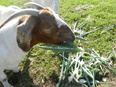 Hay Point Country BnB - Accommodation Ballina 15