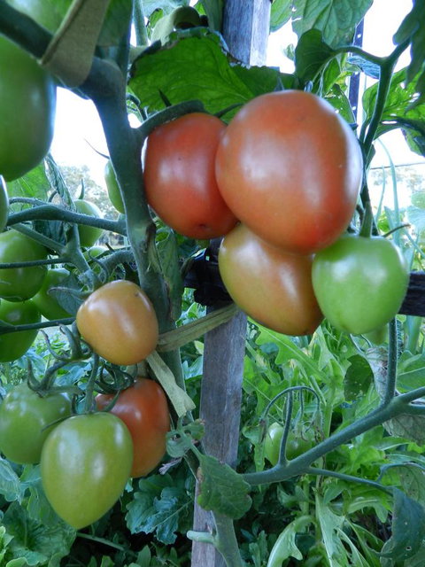 Hay Point Country BnB - Accommodation Ballina 18