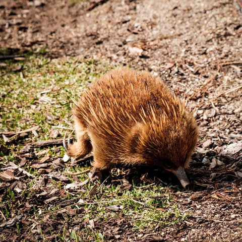 Palana Beach House - Accommodation Ballina 12