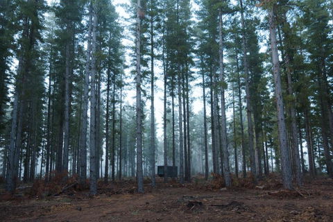 CABN Kuitpo Forest - Accommodation Ballina 2