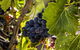 CASALE COTTAGE Barossa Valley - thumb 4