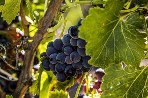 CASALE COTTAGE Barossa Valley - Accommodation Ballina 4
