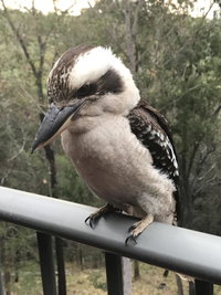 Book Tallebudgera Accommodation Vacations Accommodation Ballina Accommodation Ballina