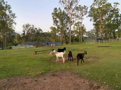 Gemmas Animal Farm By Tiny Away - Accommodation Ballina 2