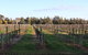 Milawa Vineyard Views - Guesthouse 1 - thumb 2