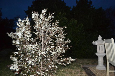 Mulberry Cottage Unique B&B Accommodation - Accommodation Ballina 3