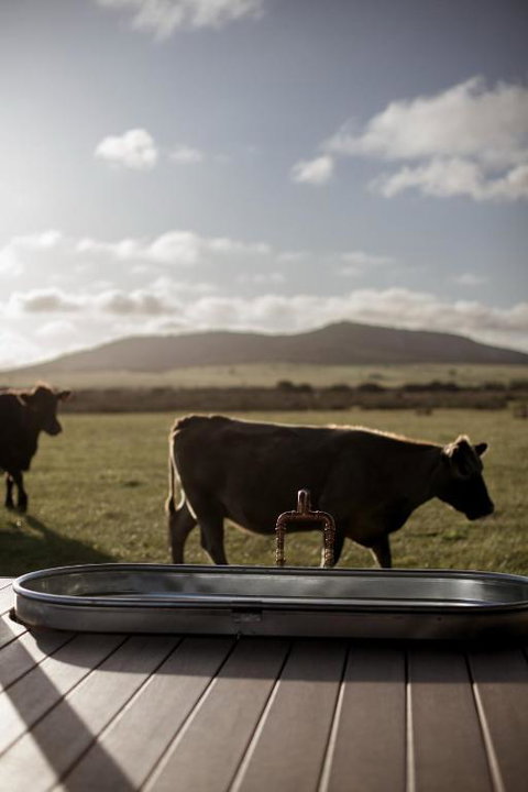 Peter The Tiny Cabin In Esperance - Accommodation Ballina 1