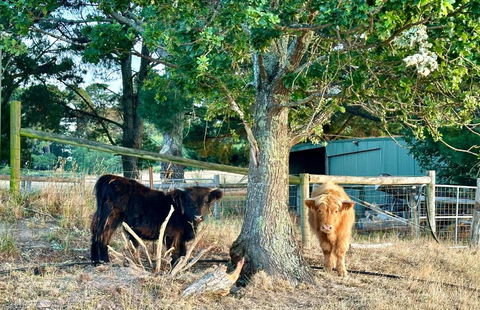 Private, Secluded Farm Retreat - Accommodation Ballina 3