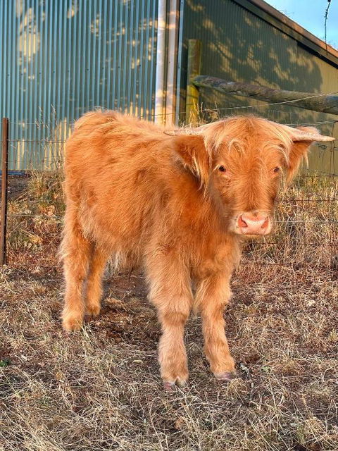 Private, Secluded Farm Retreat - Accommodation Ballina 1