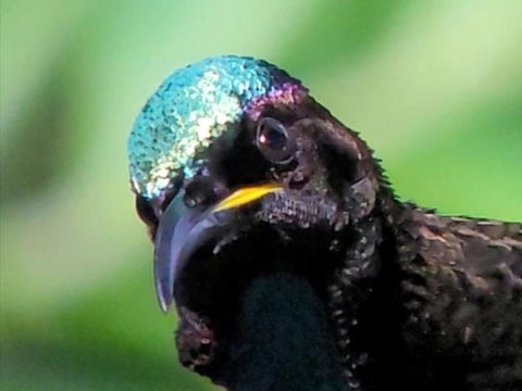 RIflebird Lodge - Accommodation Ballina 0