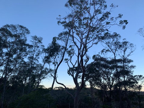 Snooty Fox Bed &Breakfast - Accommodation Ballina 3