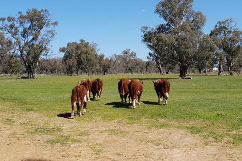 Big Tiny Jindera Park - Accommodation Ballina 1