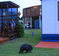 BIG4 Kelso Sands Holiday  Native Wildlife Park - Accommodation Ballina