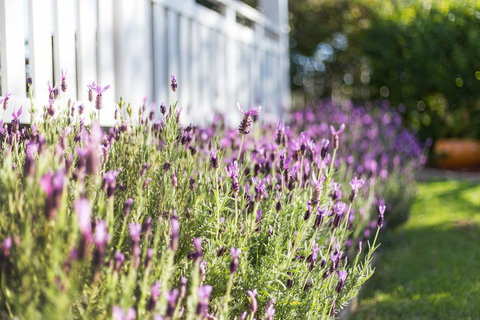 BIRCHES B&B - Accommodation Ballina 3