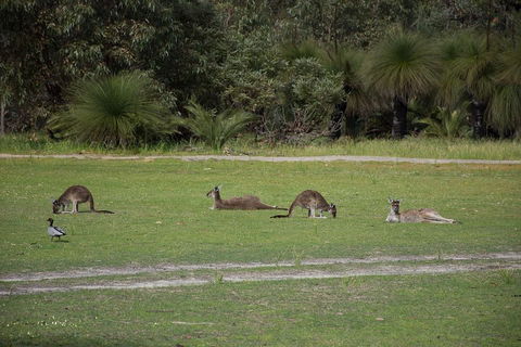 Yanchep & Lancelin - Wildlife, Cave And Sands - Accommodation Ballina 0