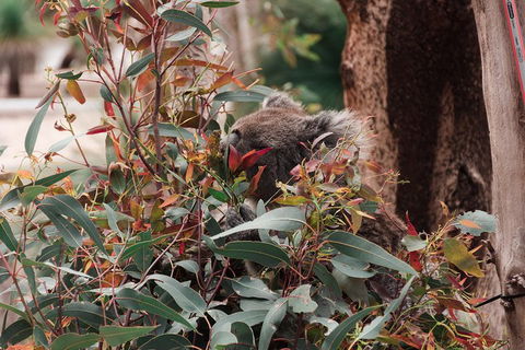 Yanchep & Lancelin - Wildlife, Cave And Sands - Accommodation Ballina 1