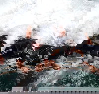 Cruise in Moreton Bay Marine Park and Moreton Island - Accommodation Ballina