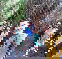 Cairns 4WD Waterfall and Rainforest Tour Including Kuranda Scenic Railway - Accommodation Ballina