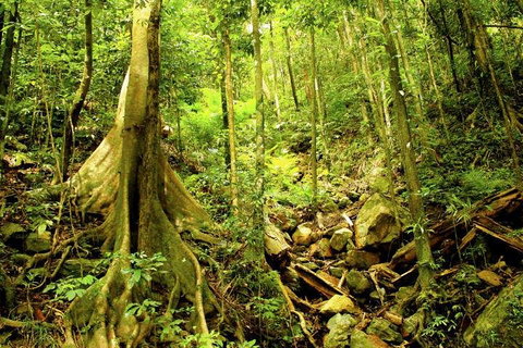 Cairns 4WD Waterfall And Rainforest Tour Including Kuranda Scenic Railway - Accommodation Ballina 1