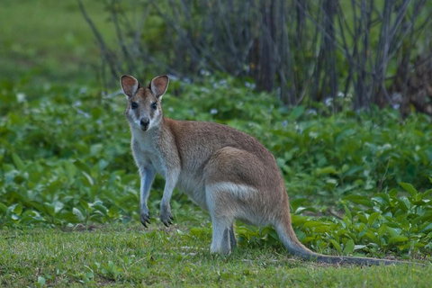 Cairns 4WD Waterfall And Rainforest Tour Including Kuranda Scenic Railway - Accommodation Ballina 2